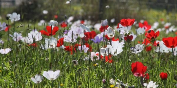 Previsão do Tempo em Israel