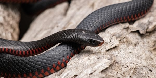 Hipocrisia do Ministro do exterior do Irã: O terrorismo nos ameaça