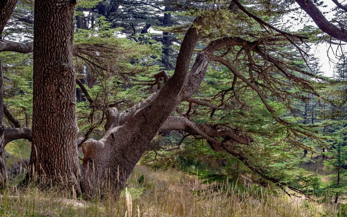 Libaneses começam a abandonar vilarejos junto a fronteira com Israel